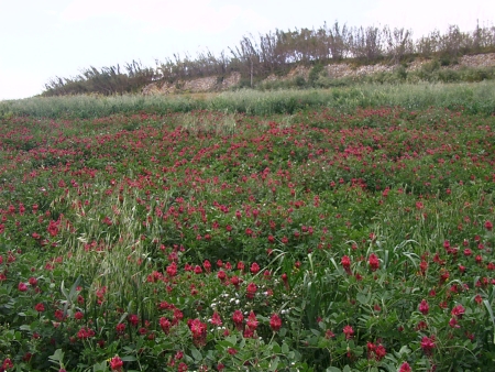 Blumenmeer auf Malta